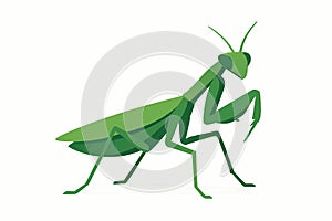 Flat vector mantis standing with folded legs and angular posture, green tone, vector-friendly, isolated on white