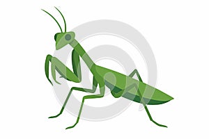 Flat vector mantis standing with folded legs and angular posture, green tone, vector-friendly, isolated on white
