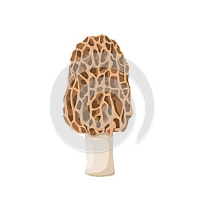 Flat vector of Morel mushroom isolated on white