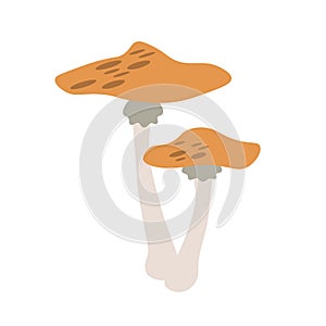 Flat vector of mushroom isolated on white background. Flat illustration graphic icon EPS