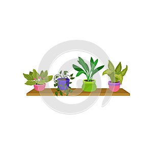 Flat vector set of 4 houseplants in colorful ceramic pots. Cute green decorative plants on wooden shelf. Nature element