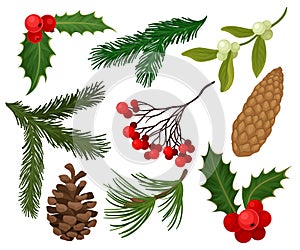 Flat vector set of Christmas plants. Holiday symbols. Holly berries, pine or fir cones, branch of mistletoe and