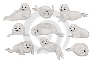 Flat vector set of cute seal pups in different poses. Arctic animal with gray coat and black shiny eyes. Marine mammal