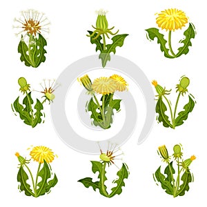 Flat vector set of dandelions. Wild herd with fluffy seeds. Summer plant with bright yellow flowers. Nature theme