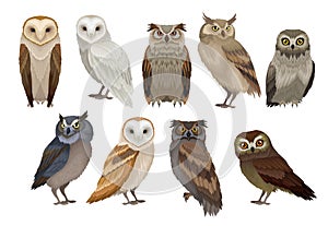 Flat vector set of different species of owls. Wild forest birds. Flying creatures. Elements for ornithology book