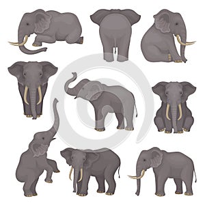 Flat vector set of elephants in different poses. African of Asian animals with large ears and long trunks. Wildlife