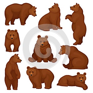 Flat vector set of large bear in different poses. Wild forest creature with brown fur. Cartoon character of big mammal