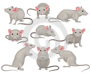 Flat vector set of mouse in different poses. Small rodent with gray coat, big pink ears and long tail. Cute domestic