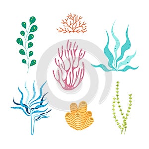 flat vector set with seaweed isolated on white