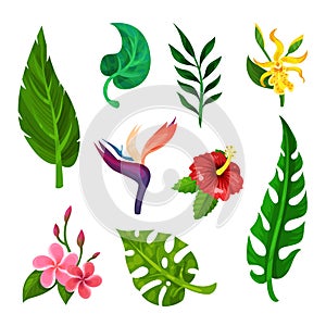 Flat vector set of tropical blooming flowers and green leaves. Botanical or gardening theme. Elements for book, postcard