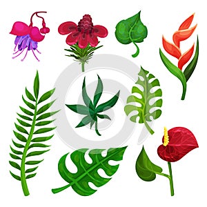 Flat vector set of various exotic flowers and green leaves. Nature theme. Elements for botanical book, promo flyer or