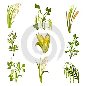 Flat vector sett of cereals and legumes plants. Agricultural crop. Different types of beans and grains