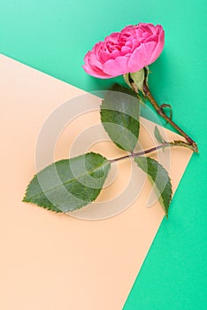 Flat view of Pink rose on the colour background.