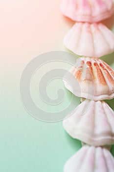 Flat White Pink Brown Sea Shells Arranged in Border Frame on Light Green Turquoise Background. Delicate Pastel Color Tones