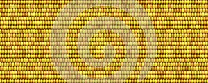 Flat yellow corn seed background