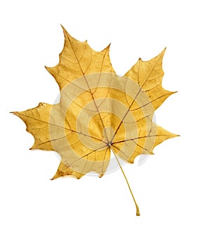 Flat yellow fall maple leaf isolated