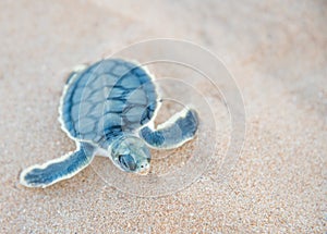 Flatback Sea Turtle Crawling on Bare Sand Island