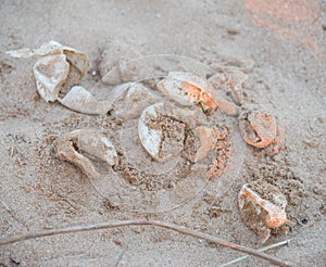 Flatback Sea Turtle Eggs