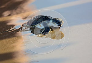 Flatback sea turtle hatchling