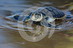 Flatback sea turtle hatchling