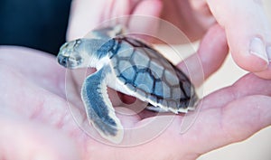 Flatback Sea Turtle Hatchling in Hands