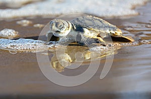 Flatback sea turtle hatchling