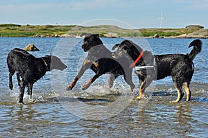 Flatcoated retriever, Rottweiler and mix dog play in the sea