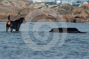 Flatcoated retriever and Rottweiler play in the sea