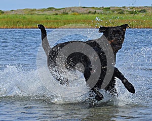 Flatcoated retriever and Rottweiler play in the sea