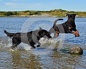 Flatcoated retriever and Rottweiler play in the sea