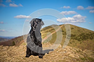 Flatcoated Retriever sitting on the Malvern Hills Worcestershire England