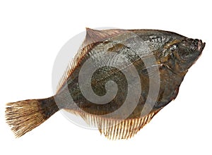 Flatfish photo