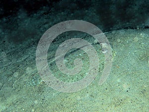 Pose first Beautiful Flat fish in the darkness