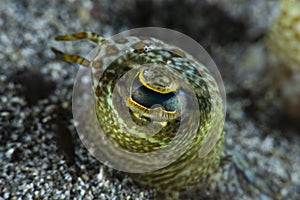 Flatfish eye detail mimicry