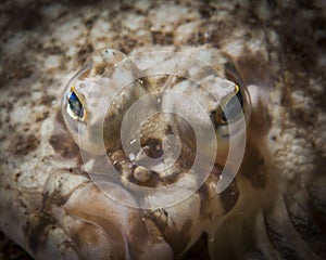 Flatfish eyes photo