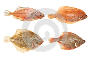 Flatfish group photo