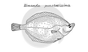 Flatfish. Hand drawn black ink realistic illustration.