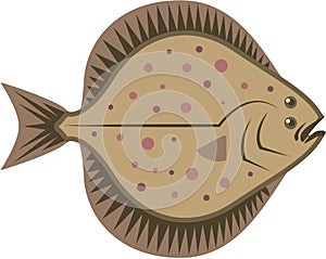 Flatfish photo