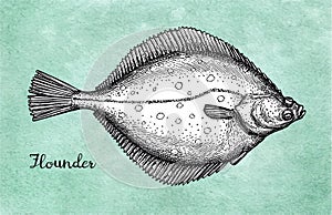 Flatfish. Ink sketch of flounder.