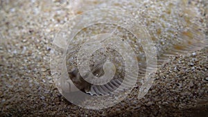 Flatfish - Pleuronectidae. Flat fish laying under the sand on the sea bottom, camouflage on the ocean floor