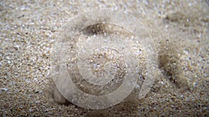 Flatfish - Pleuronectidae. Flat fish laying under the sand on the sea bottom, camouflage on the ocean floor