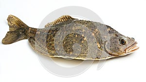 flatfish Pleuronectiformes rests on a white background highlighting its distinct body shape and coloration. This species photo