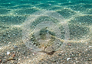 A flatfish, possibly a flounder (suborder