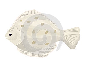 Flatfish vector illustration with beige color and brown spots. Detailed marine life and undersea theme vector