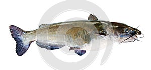 Flathead catfish photo