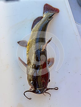 Flathead Catfish