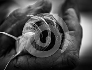 Flathead catfish in hand