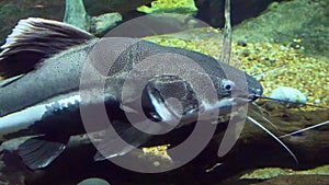 Flathead catfish, redtail catfish, freshwater fish, Argentina