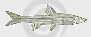 Flathead chub platygobio gracilis, North American freshwater fish
