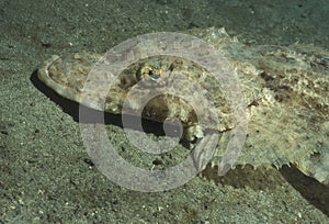 Flathead Crocodilefish - Portrait